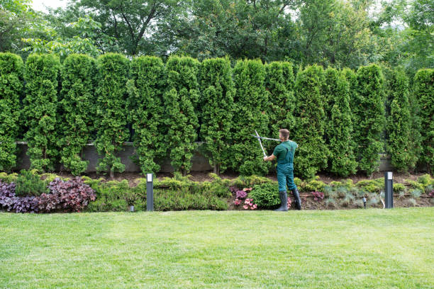 Reliable Pottstown, PA Tree Care Services Solutions