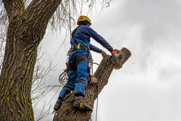 Best Root Management and Removal  in Pottstown, PA